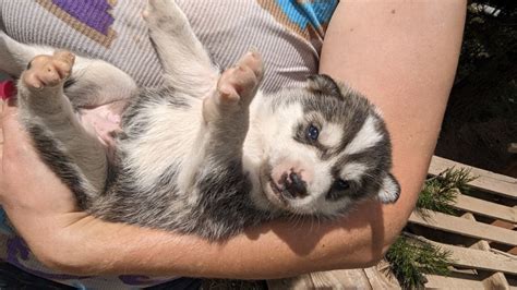 Meet the new dog sled team puppies at Snow Mountain Ranch